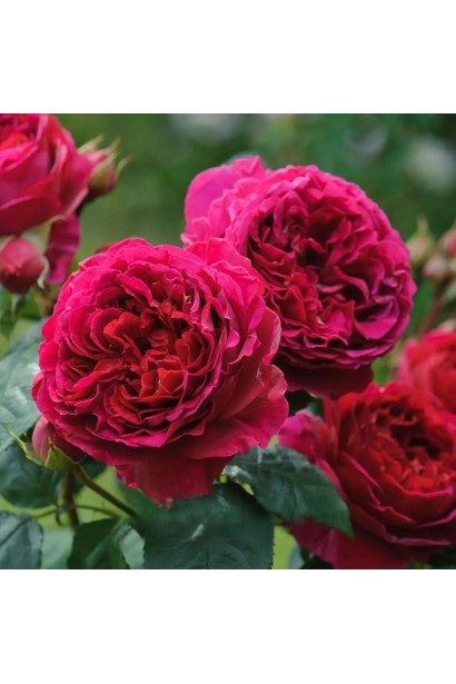 Троянда плетиста Отелло з великими малиновими квітами